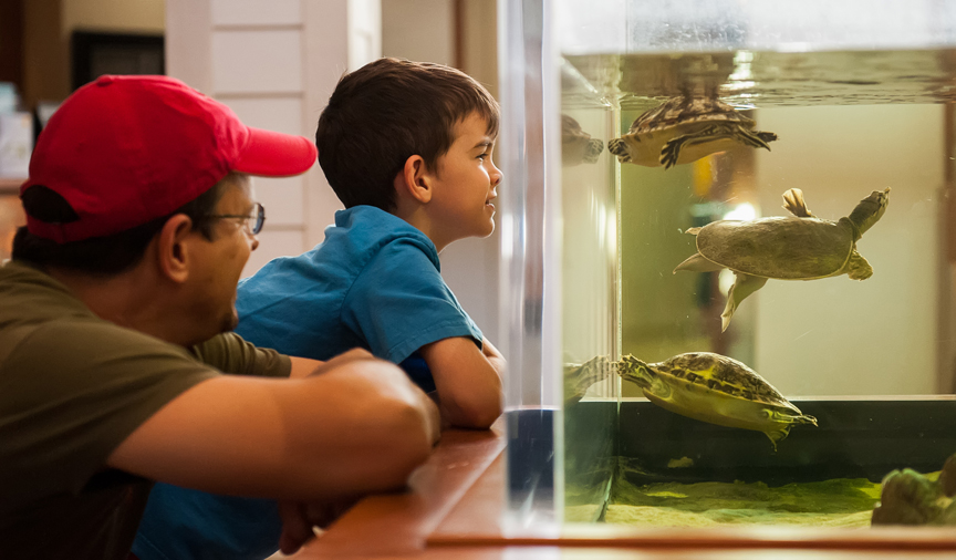 Man and boy looking at tank with turtles