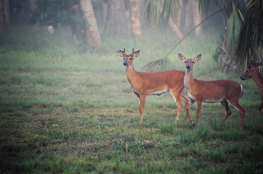 Deer in a misty field