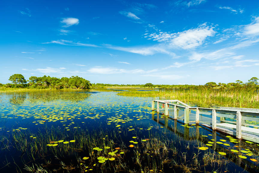 Boardwalk into marsh
