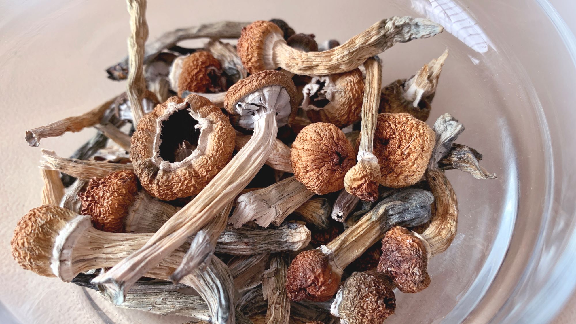 Dried psilocybin mushrooms in a glass dish.