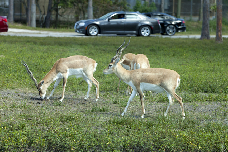 Gazelles at local zoo