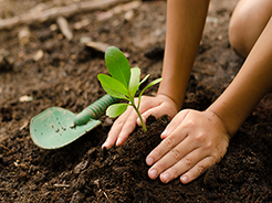 Child's hands planting a small seedling in dirt outside