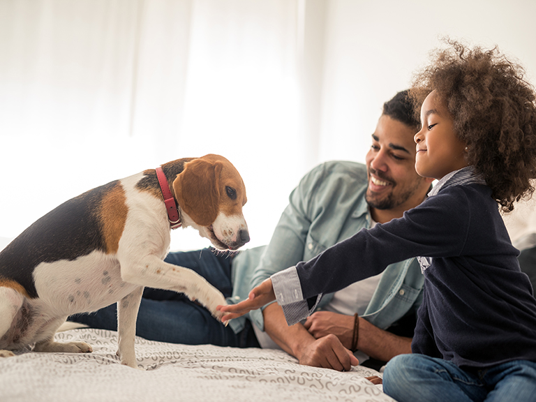 Dad and little girl laying on a bed with their beagle. The little girl is asking the dog to "give paw."