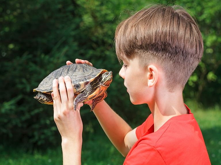 Boy in a red shirt outside holding a turtle up to examine it closely.