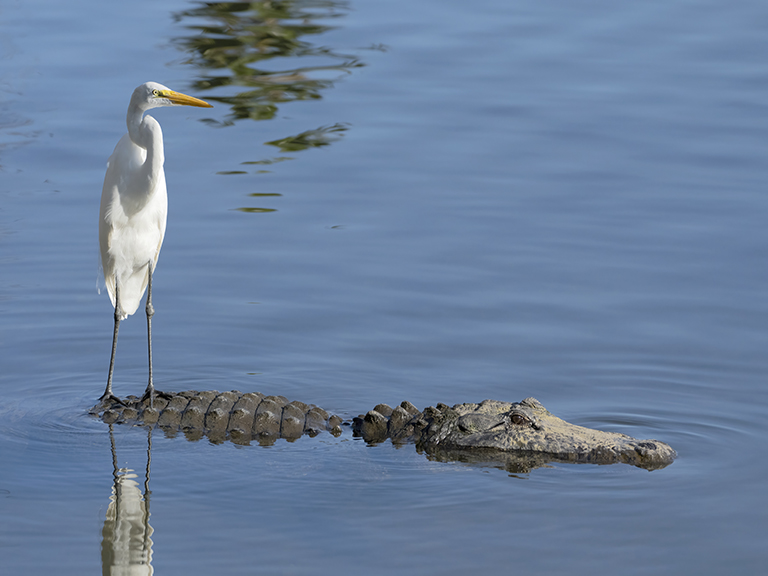 An egret riding on an alligator's tail while the alligator swims in the water.